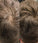 Beaver keratin hair building fibers - Auburn (12 gr) - Hair Growth Specialist