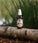 Mr. Bear Family beard oil - Citrus (60 ml) - Hairgivers